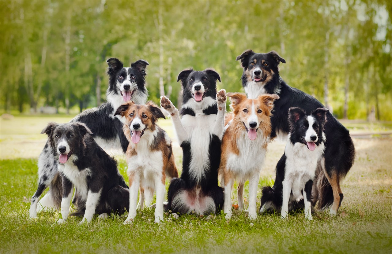 Outdoor picture of a pack of Border Collie smiling towards the camera