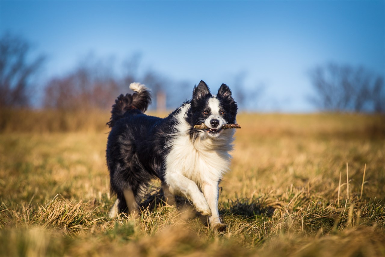 Border Collie Dog running with stick in his mouth