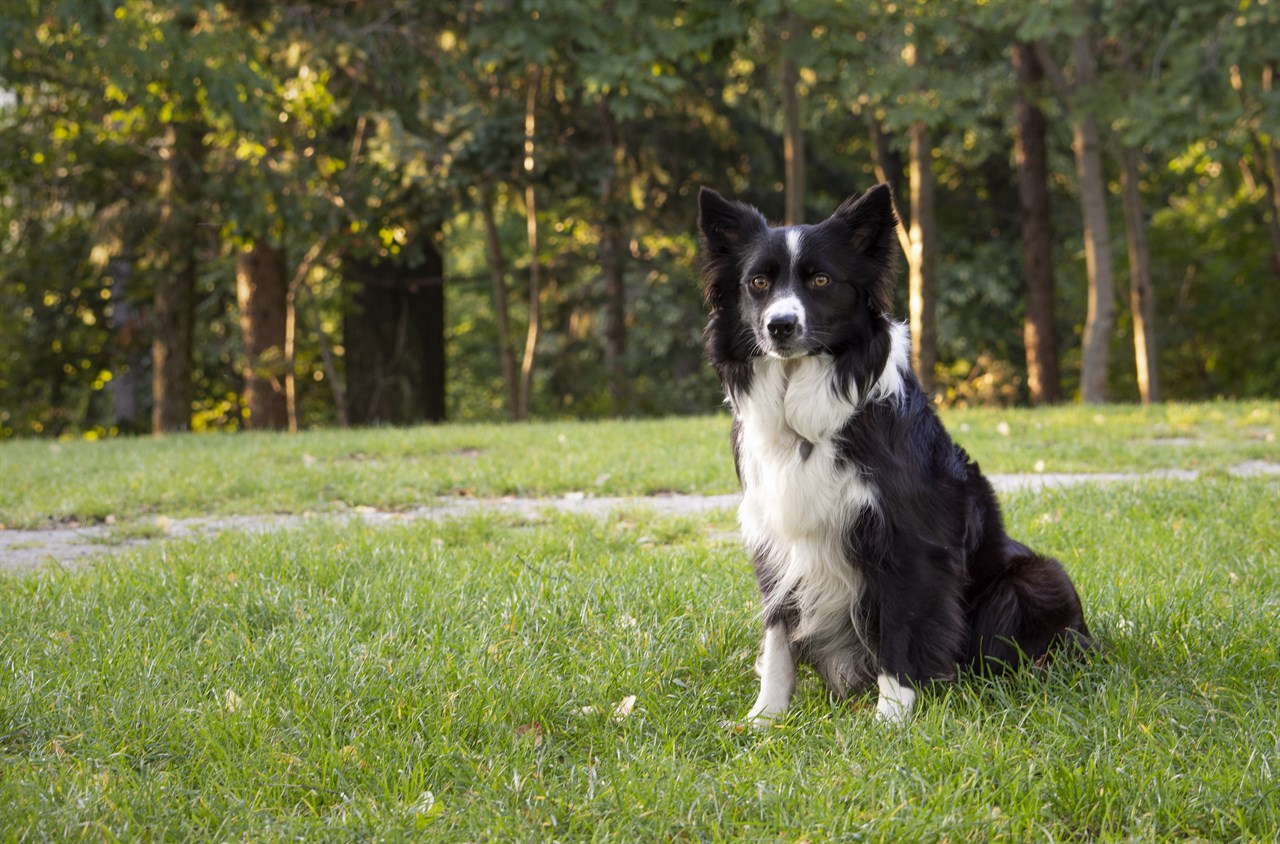 Border Collie standing in a back yard area