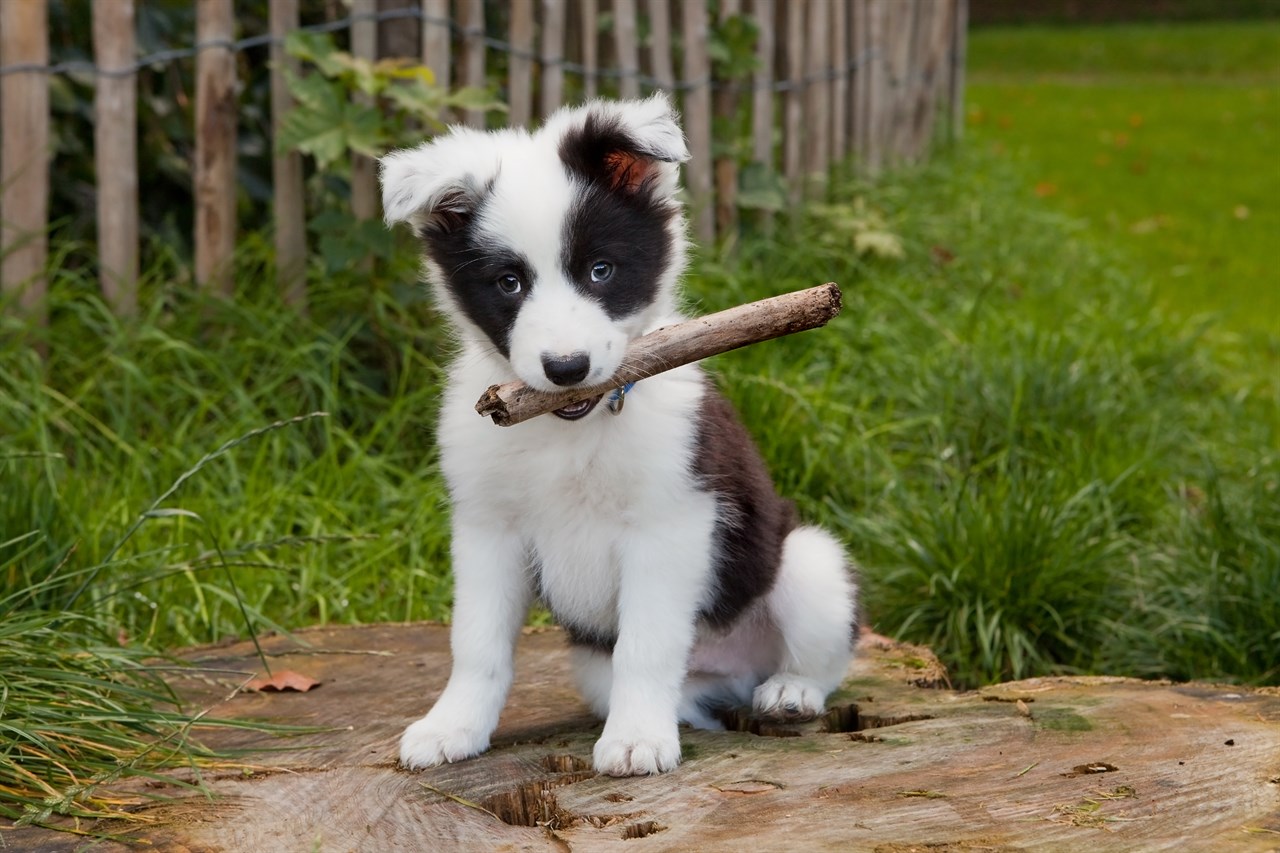 Cute Border Collie Puppy standing outdoor with stick at his mouth