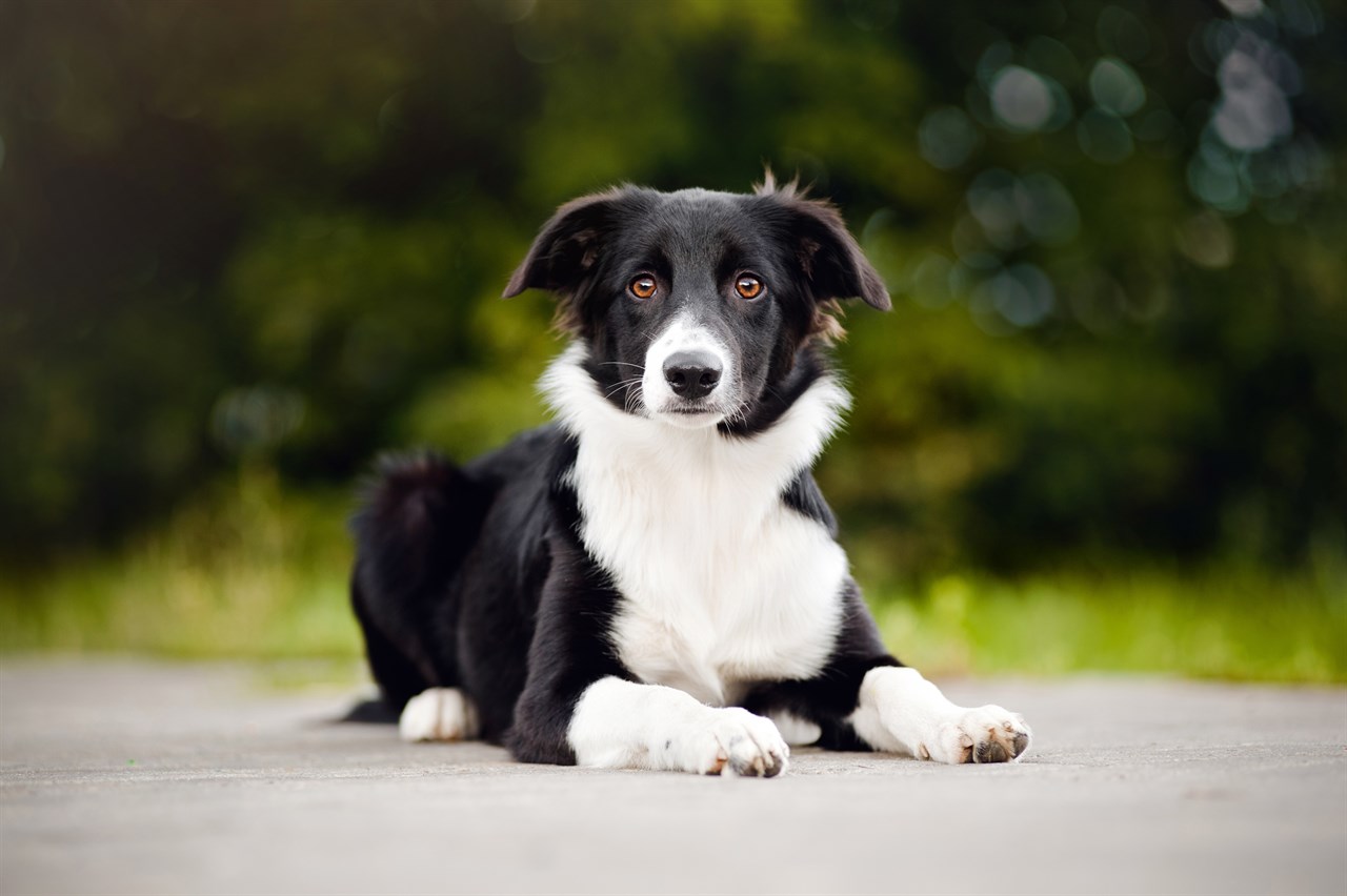 Border Collie Puppy sitting down on walk path looking at camera