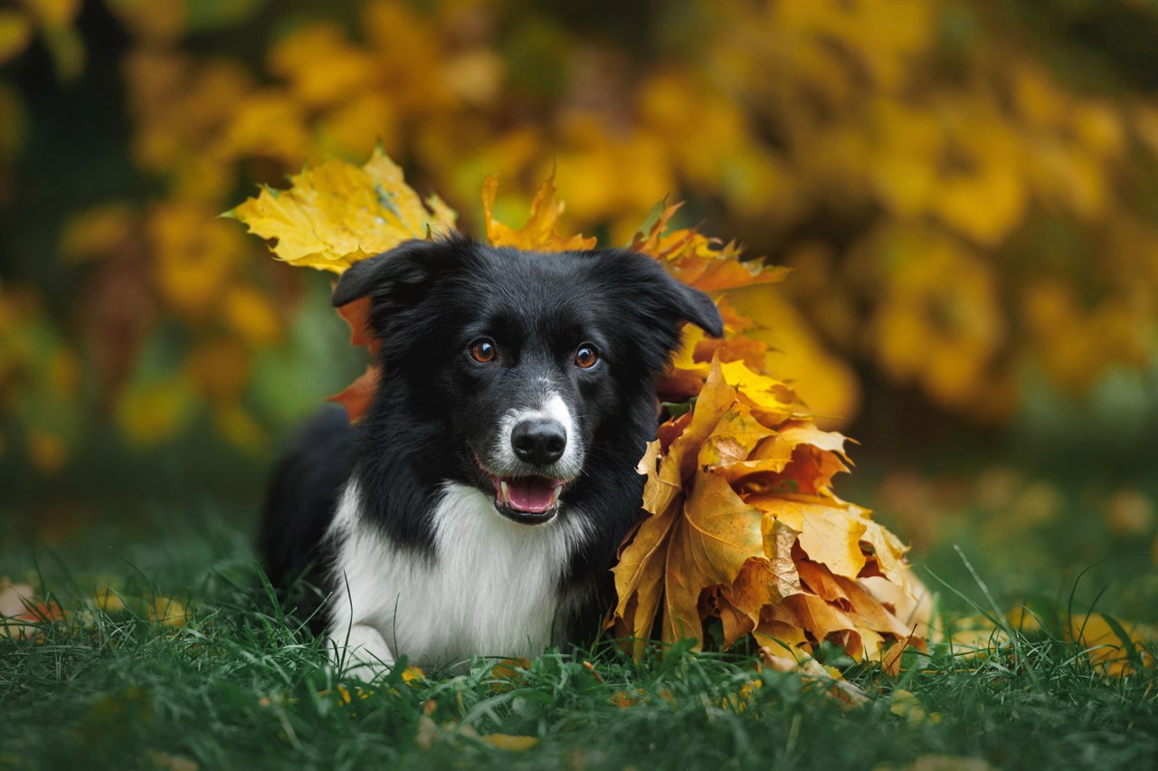 Border Collie Puppy covered with dry leaves smiling at camera