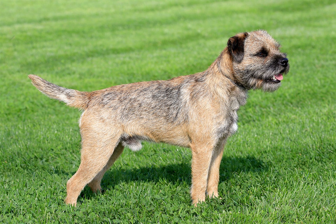 Side view Border Terrier Dog standing outdoor