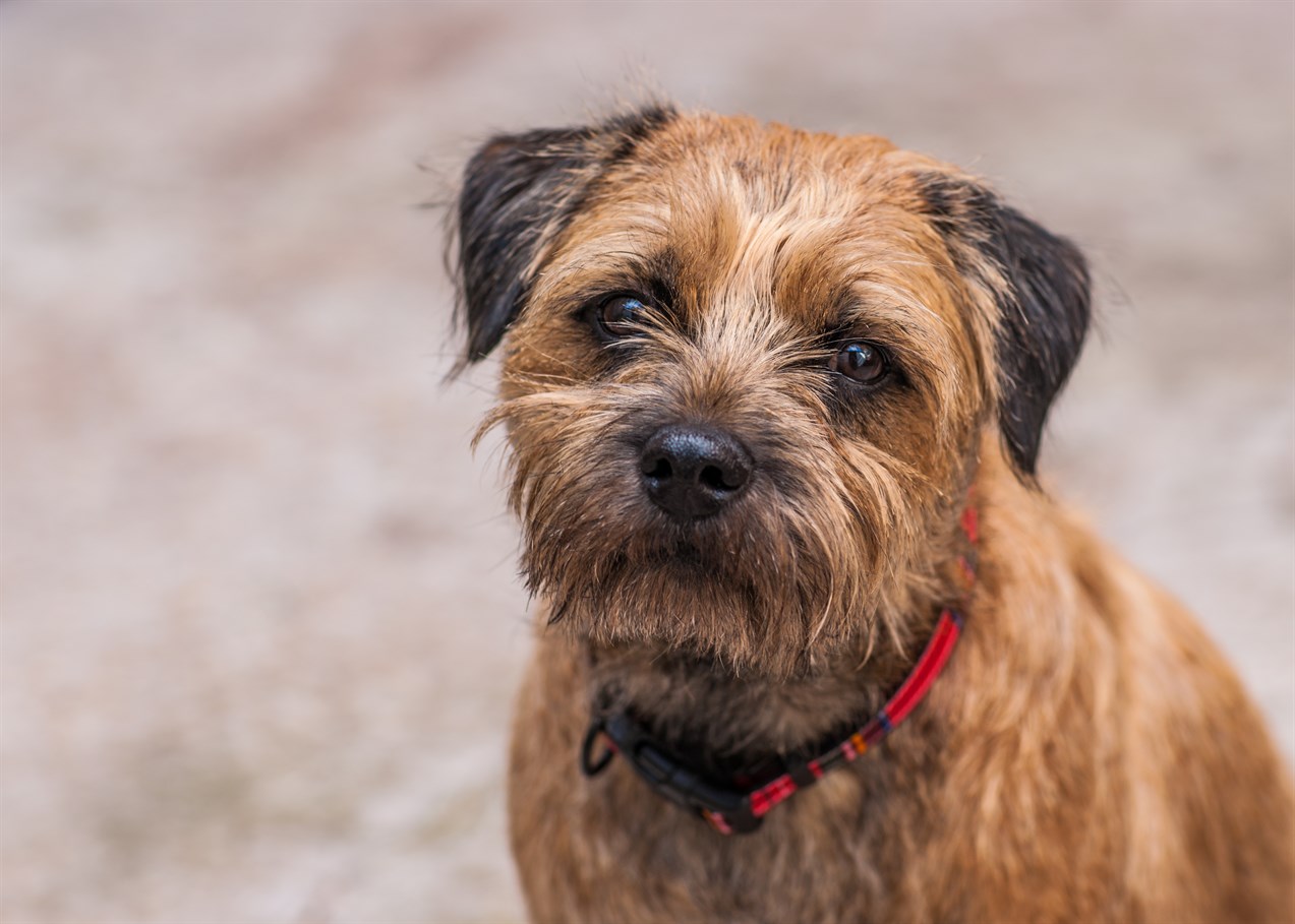 Border Terrier standing looking at camera wearing red collar