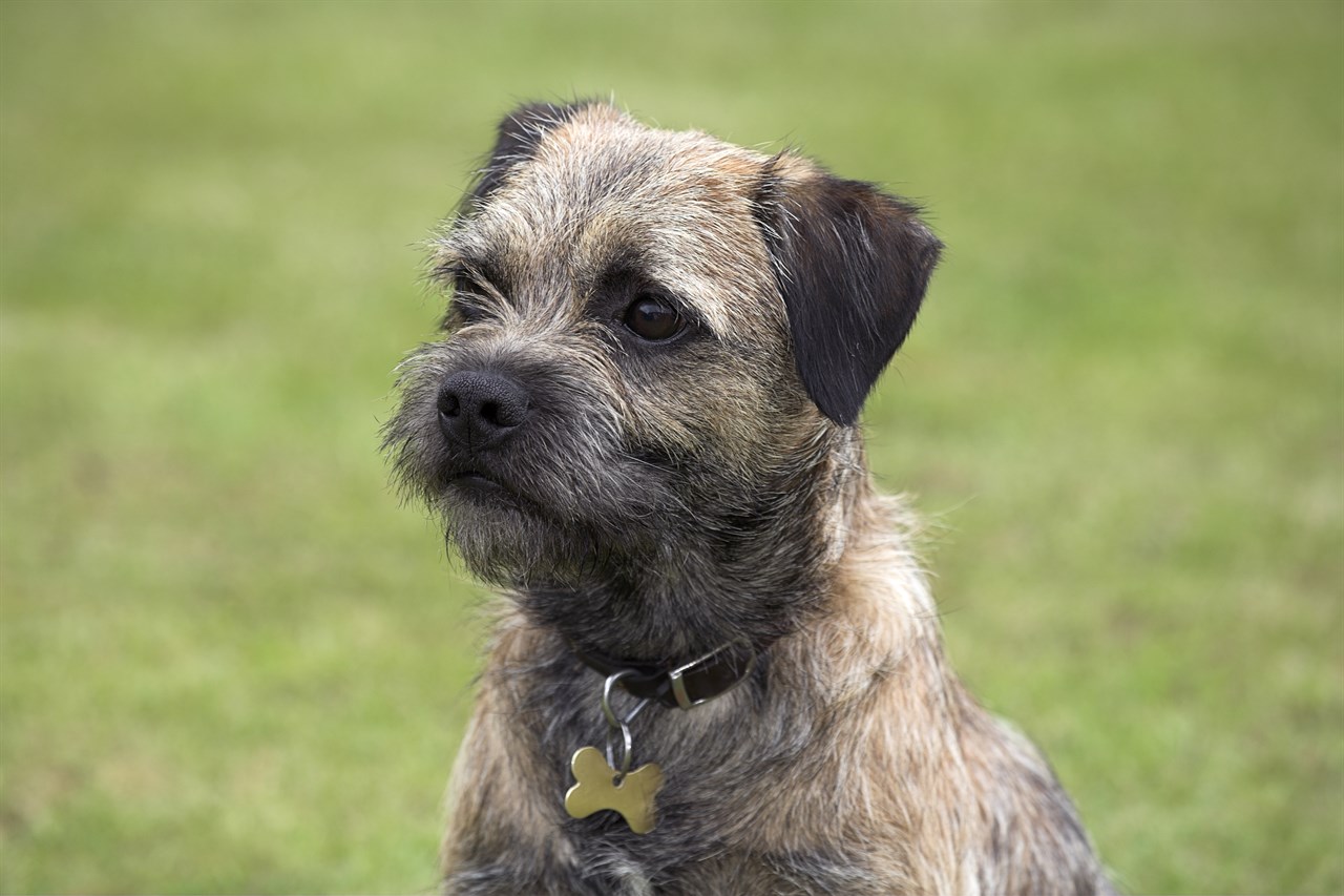 Close up view of Border Terrier outdoor