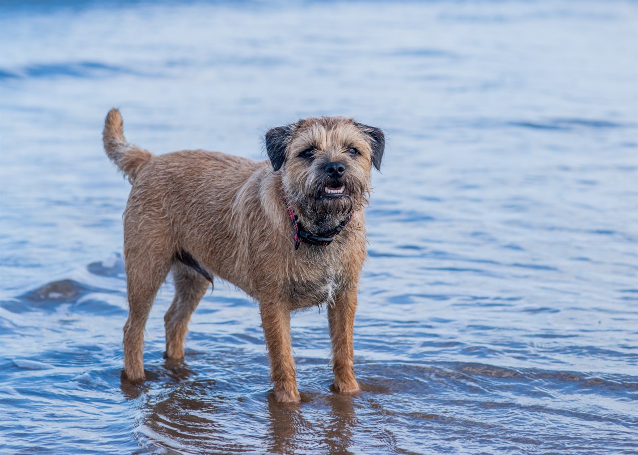 Border Terrier walking of shallow water