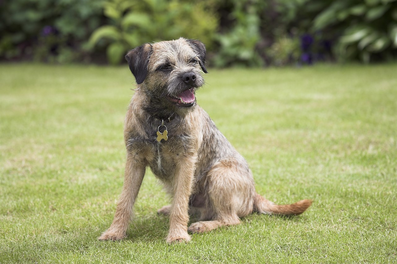 Happy Border Terrier sitting on green grass smiling