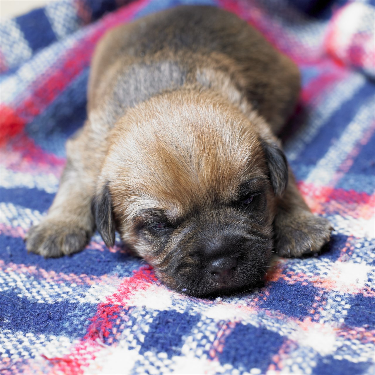 New born Border Terrier Puppy sleeping on blanket