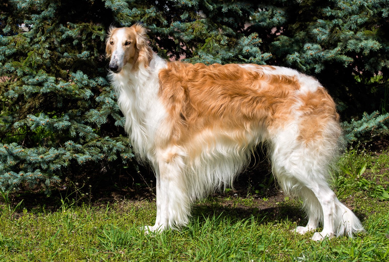 Borzoi Dog standing infront of pine trees