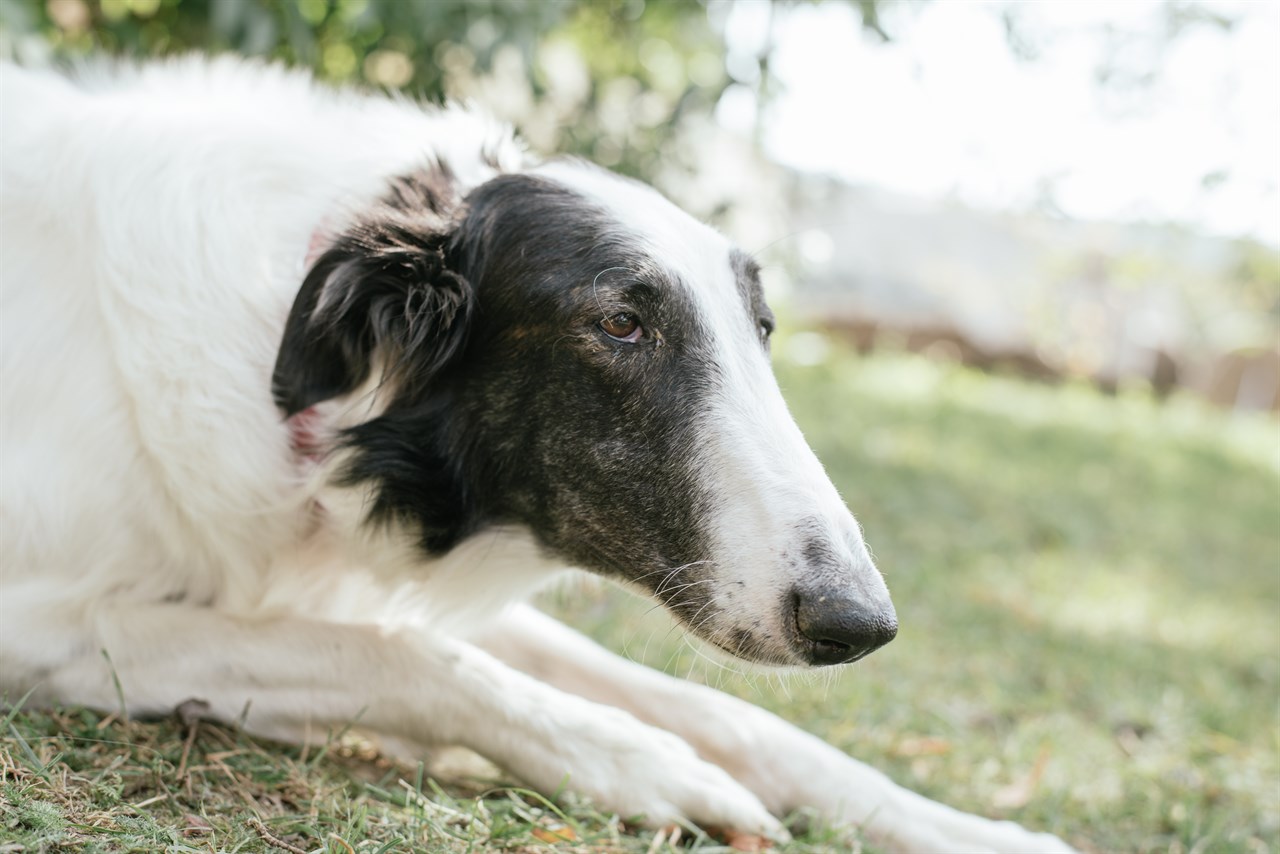 Close up shot of Borzoi face