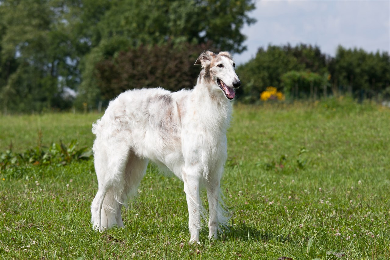 Borzoi Dog smiling on green grass