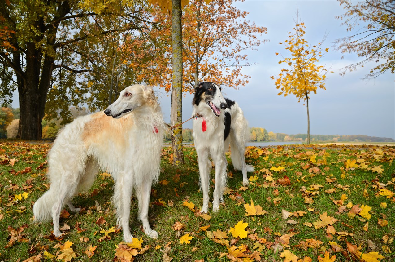 Two Borzoi Dog enjoiying outdoor during autumn