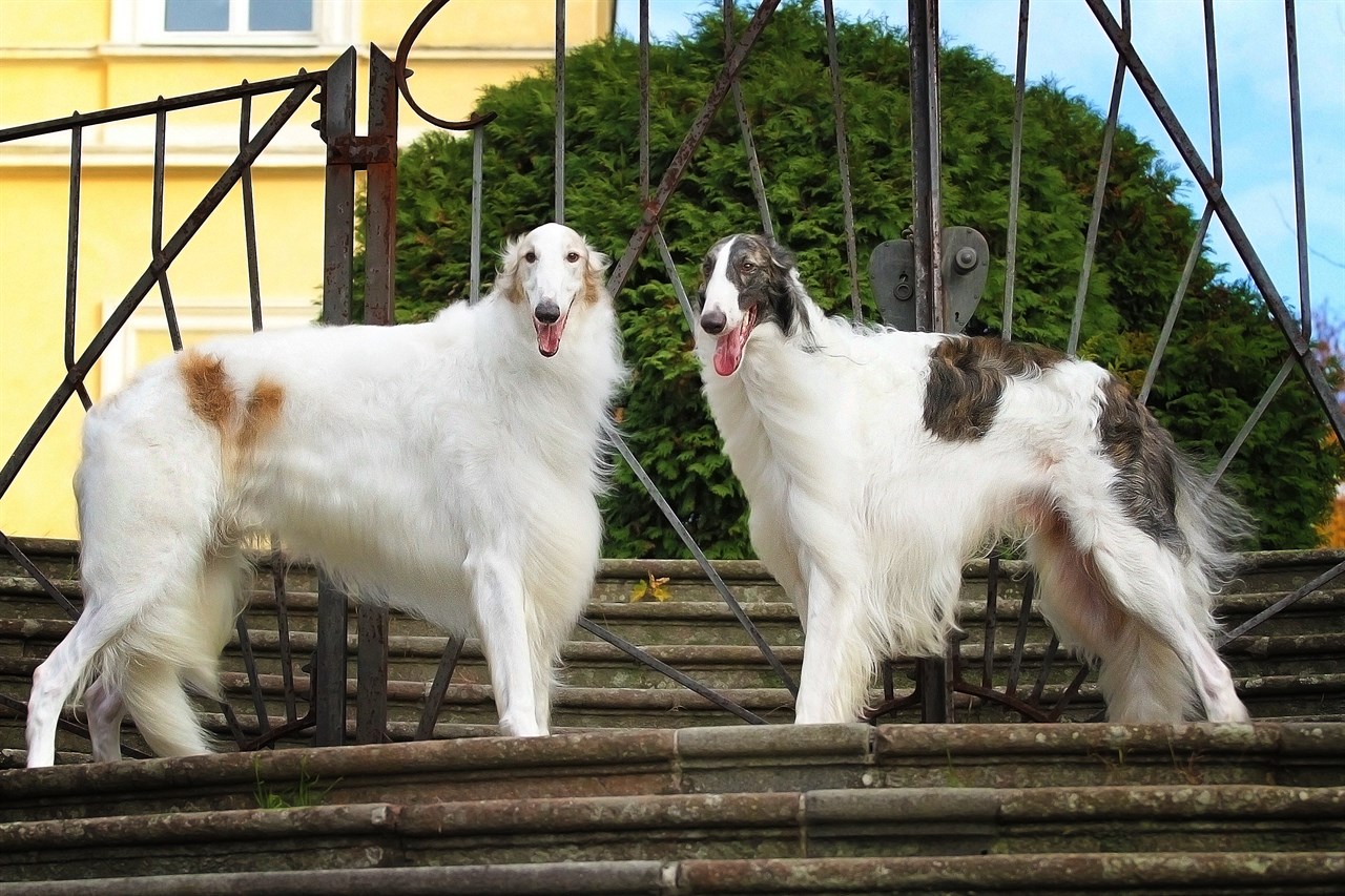 Two Borzoi Dog standing on stone stairs