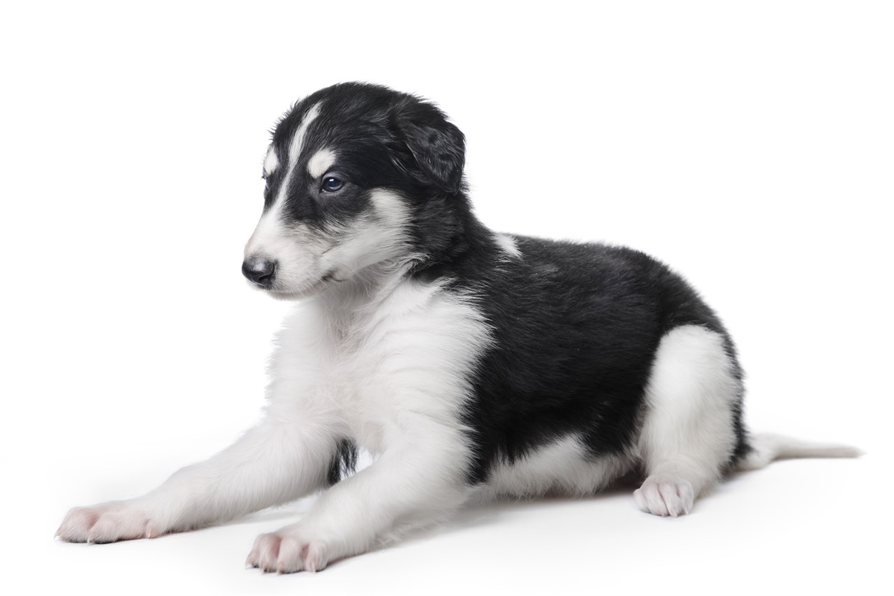 Borzoi Puppy sitting on white background