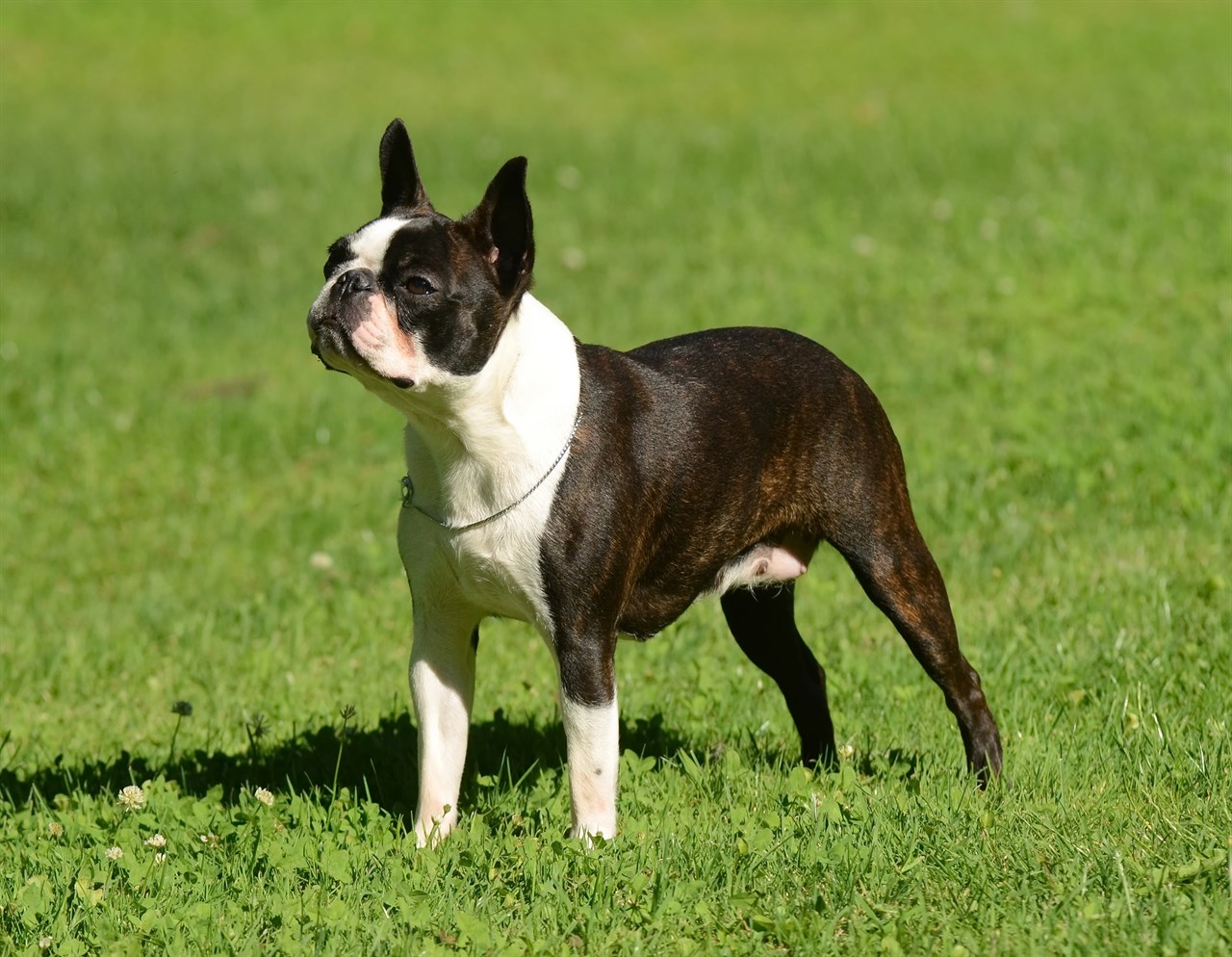 Boston Terrier standing on green grass field