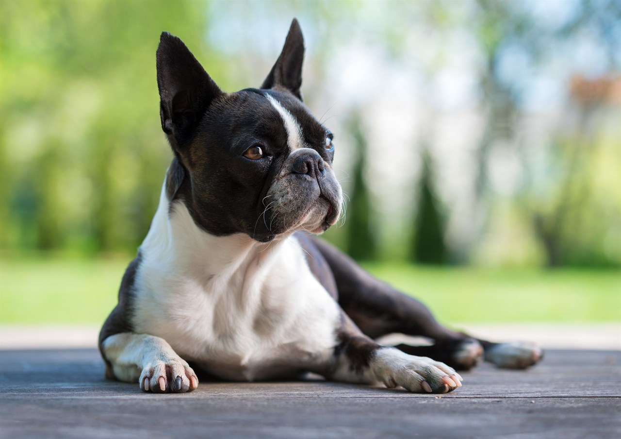 Boston Terrier Dog sitting outside backyard deck