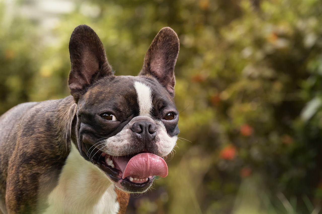 Boston Terrier smiling happily sticking out tongue