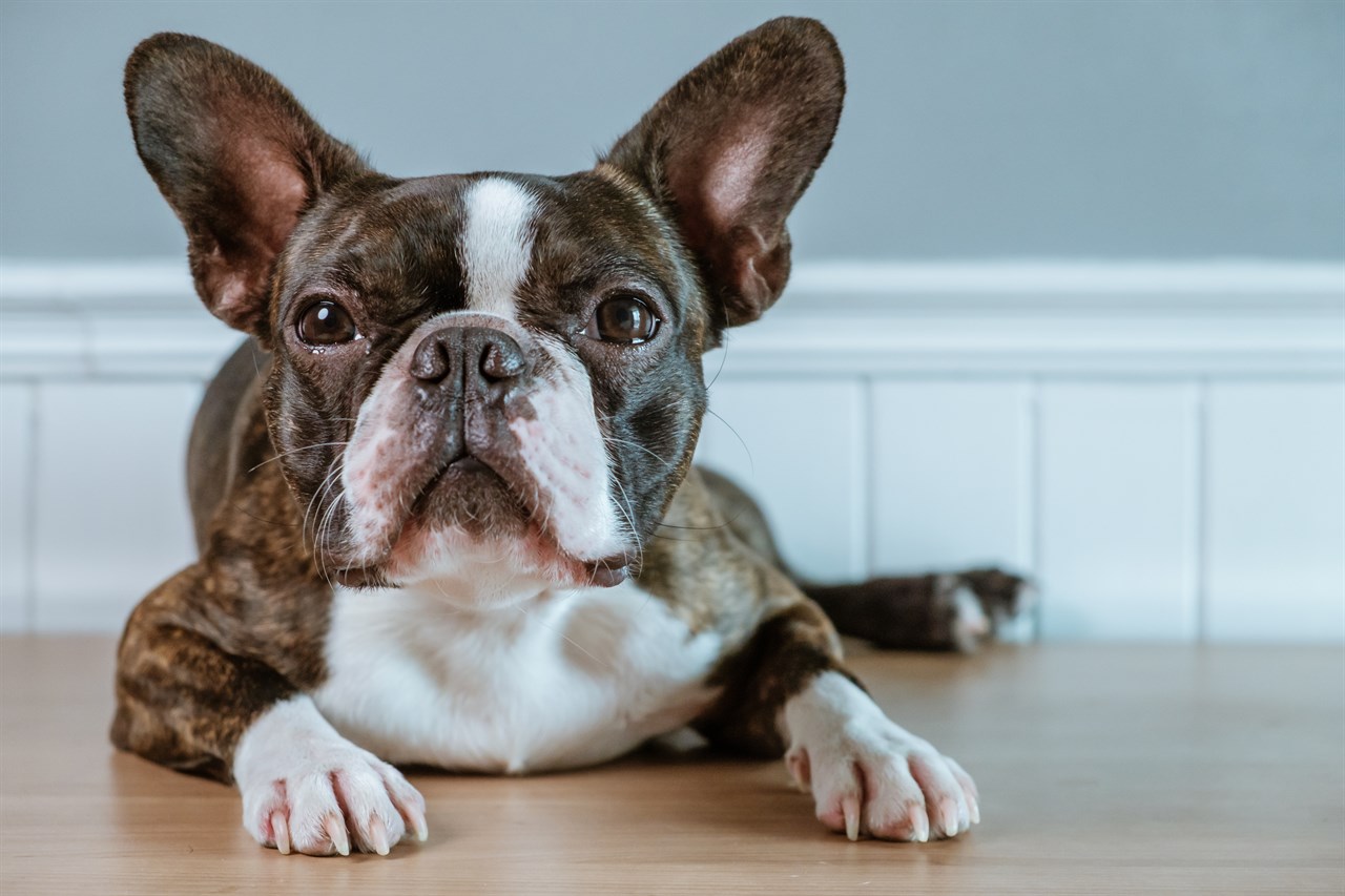 Boston Terrier sitting indoor looking towards camera