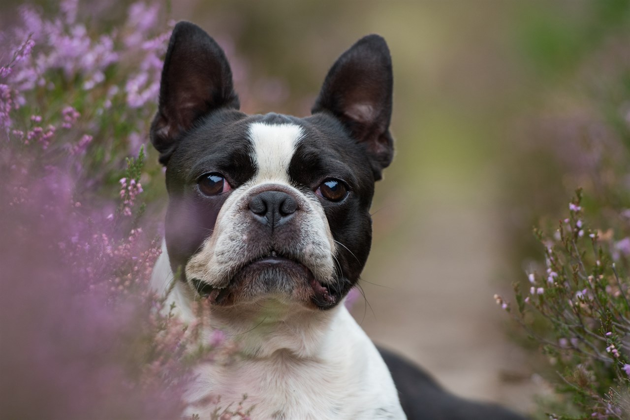 Aesthetic shot of Boston Terrier on flower field