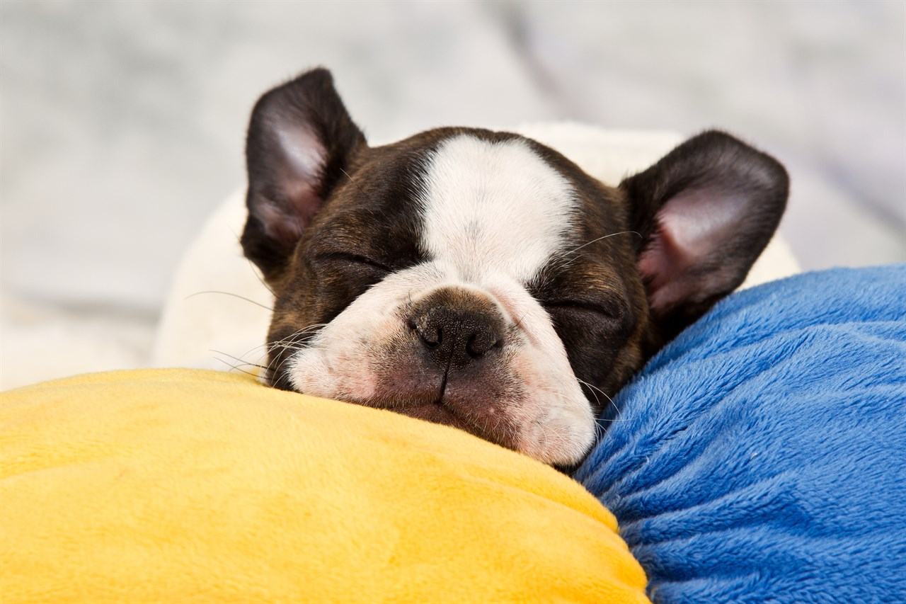 Boston Terrier Puppy sleeping on plush pillow