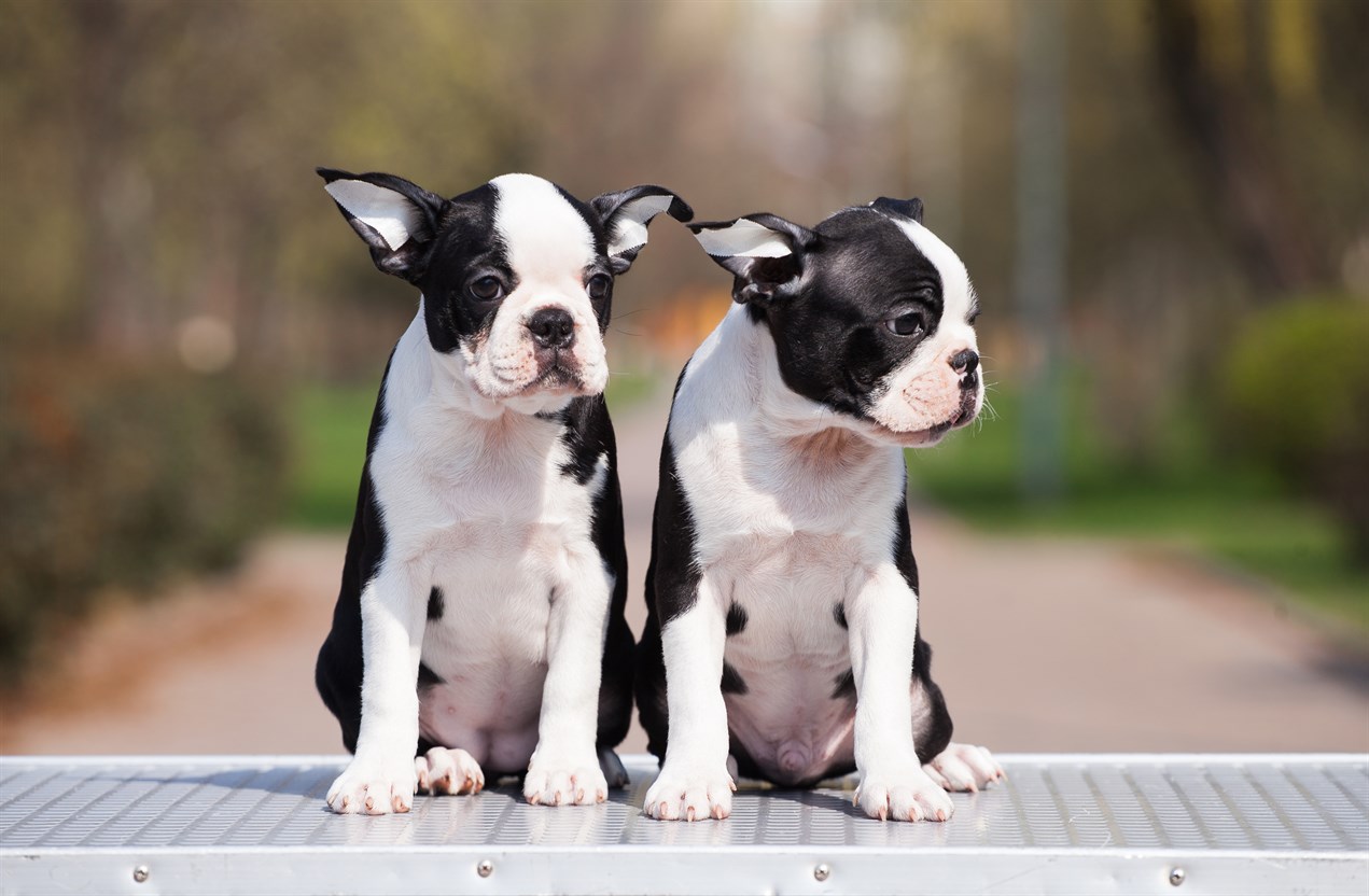 Two Boston Terrier Puppy sitting outdoor on sunny day