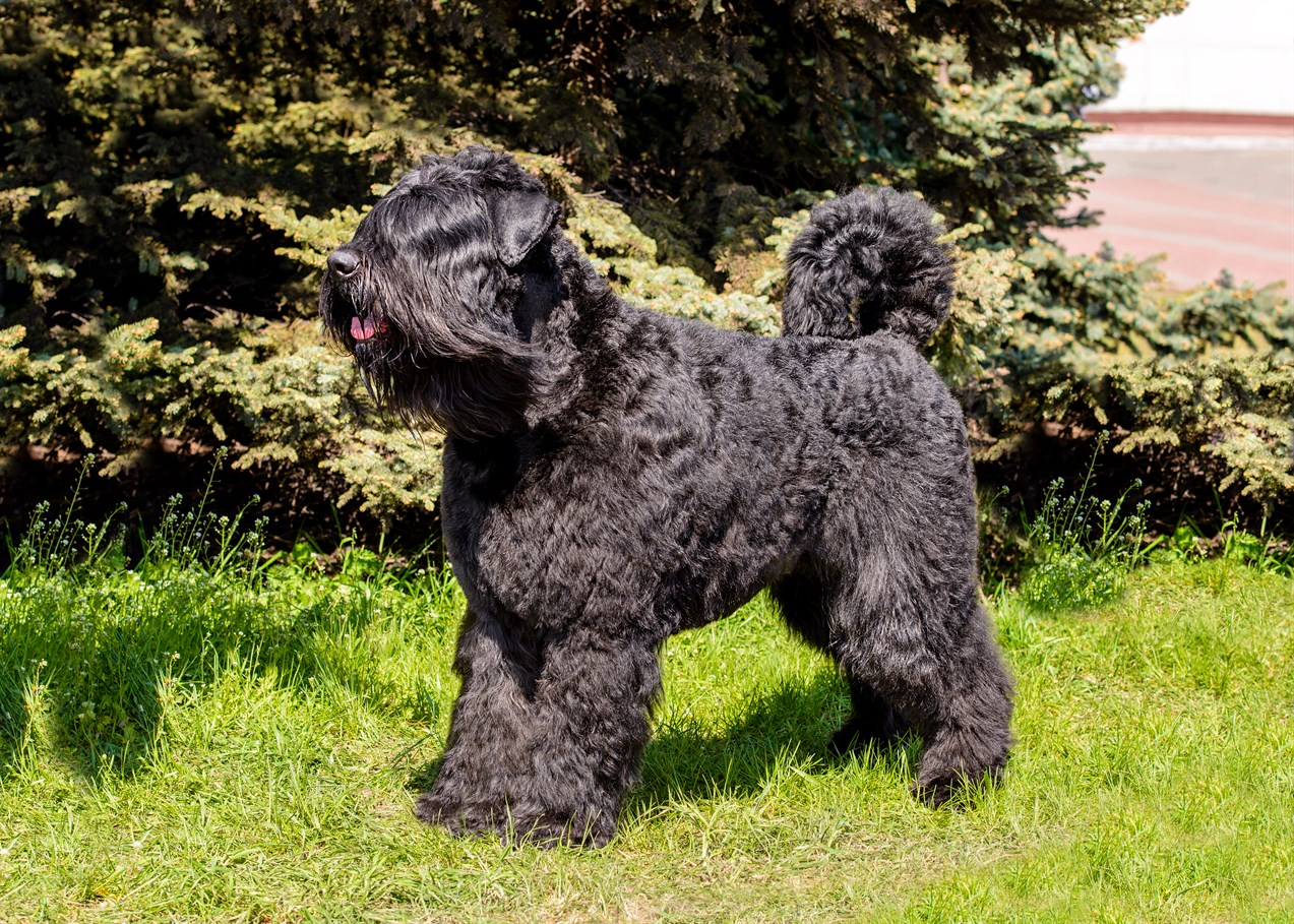 Bouvier Des Flandres Dog standing infront of shrubs