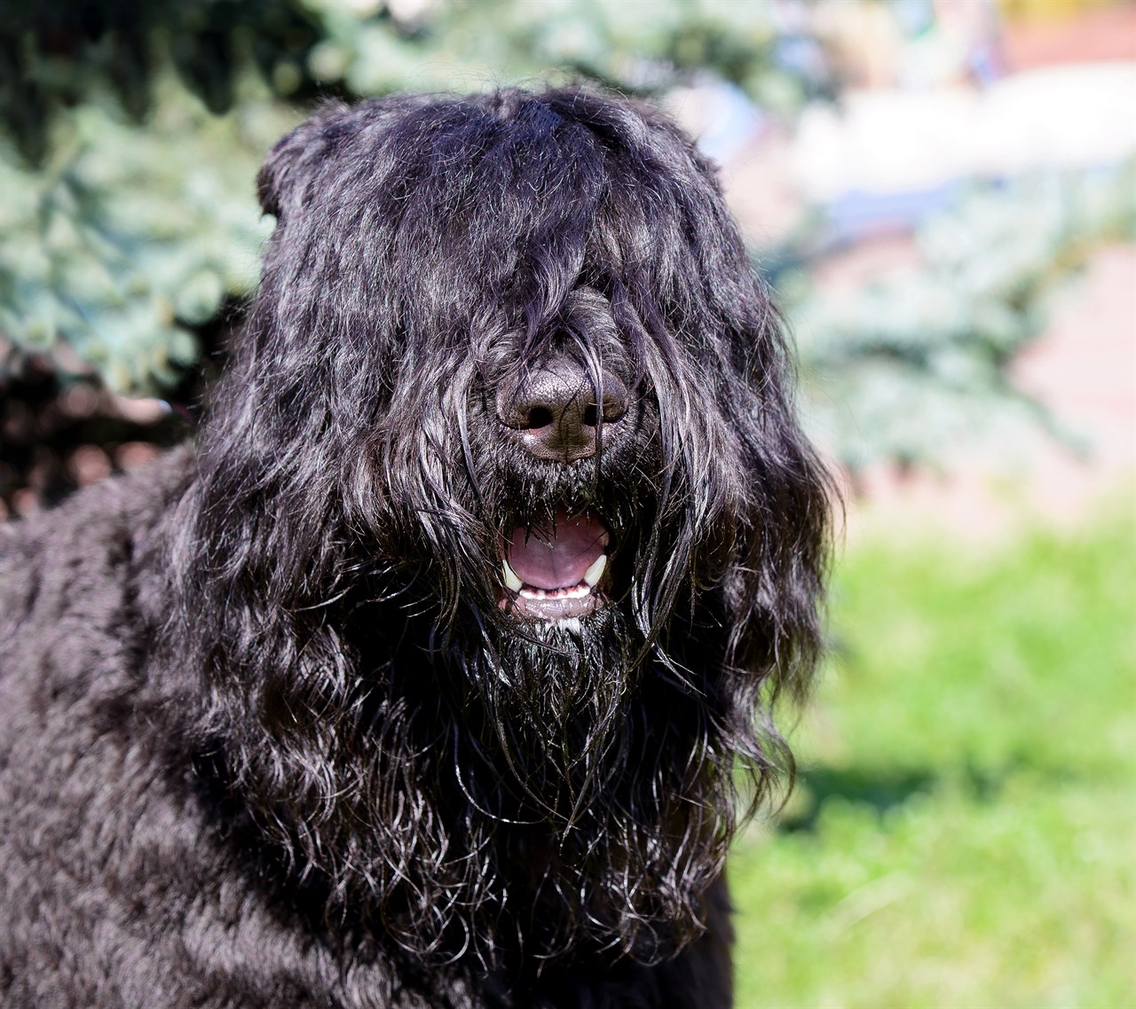 happy Bouvier Des Flandres smiling towards the camera outdoor