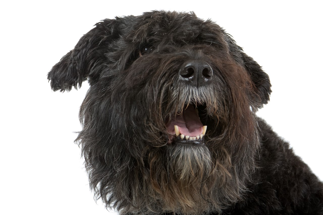 Close up view of Bouvier Des Flandres Dog face