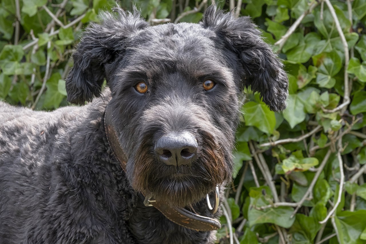 Bouvier Des Flandres Puppy looking towards camera on sunny day