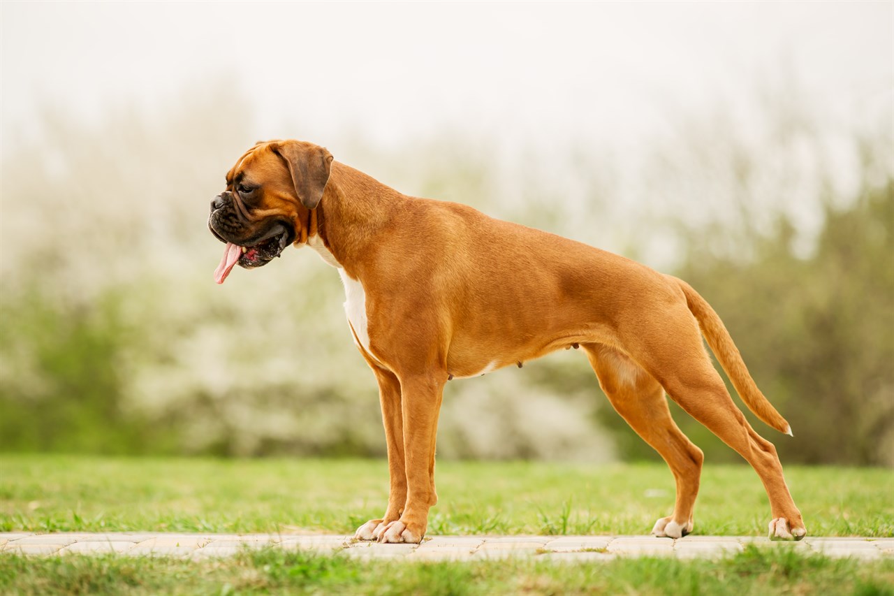 Boxer Dog standing outdoor enjoying the day