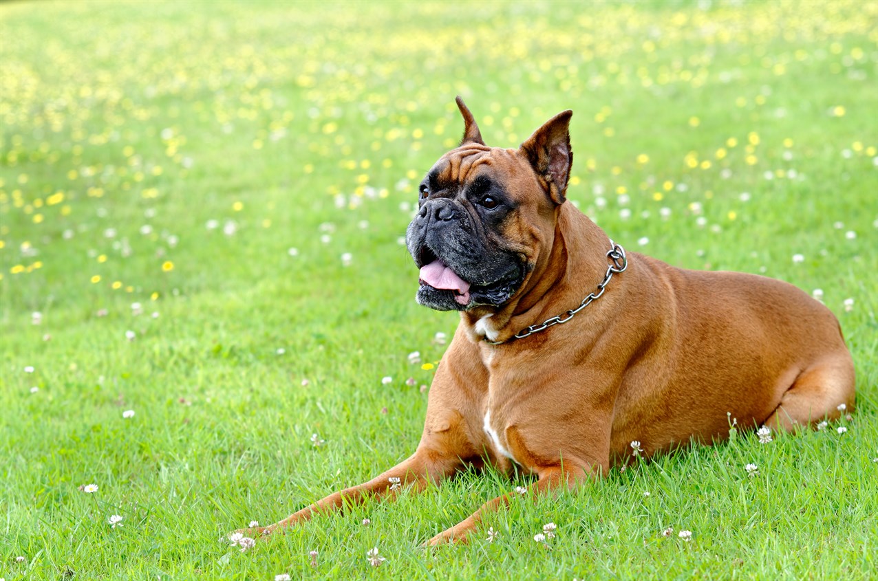 Brown Boxer sitting on beautiful grass with small flower