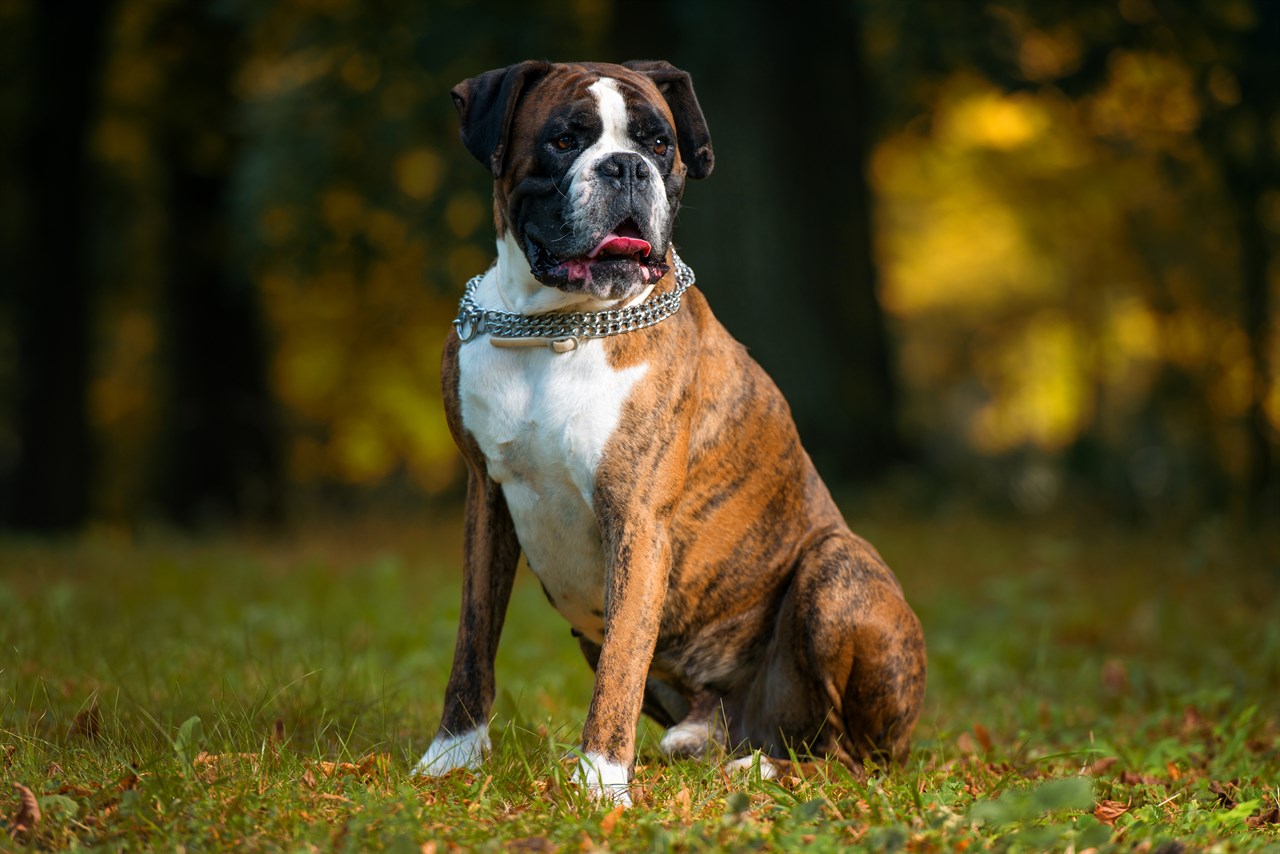 Boxer Dog standng in the woods wearing silver chain collar