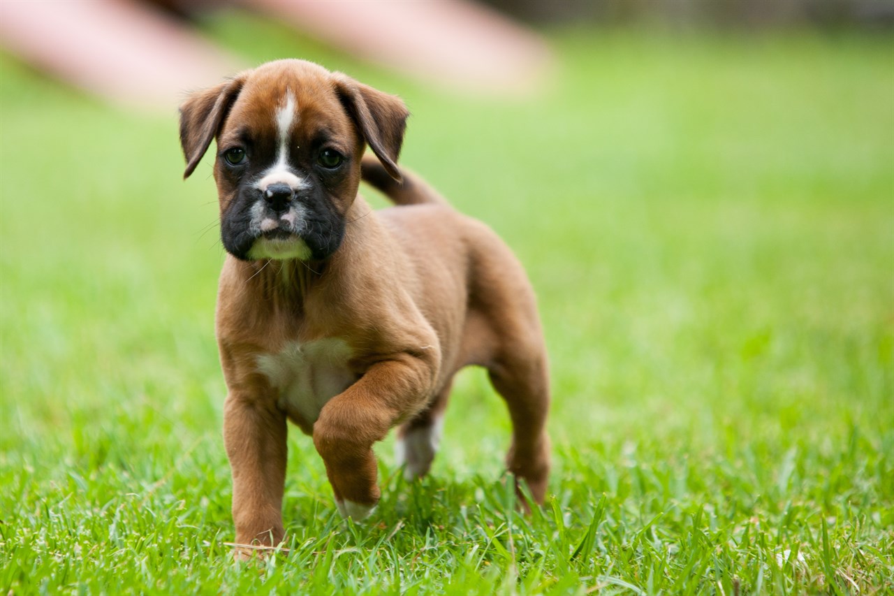 Boxer Puppy running on green grass