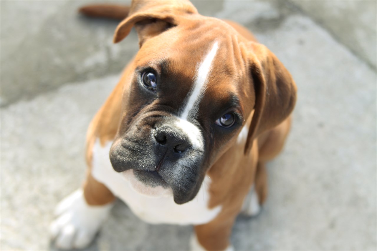 Boxer Puppy looking upwards on stone floor