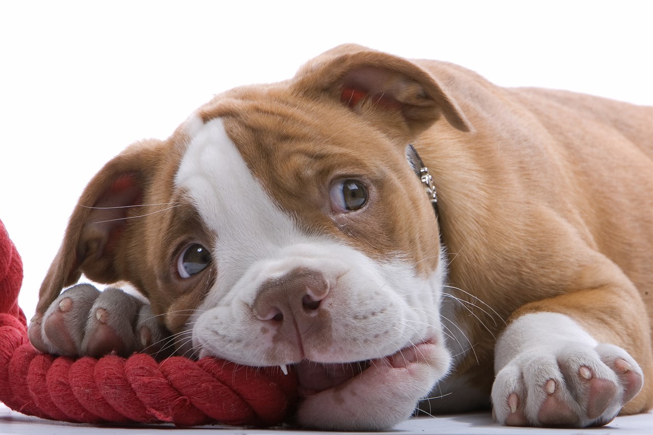 Cute Boxer Puppy playing with chew toy