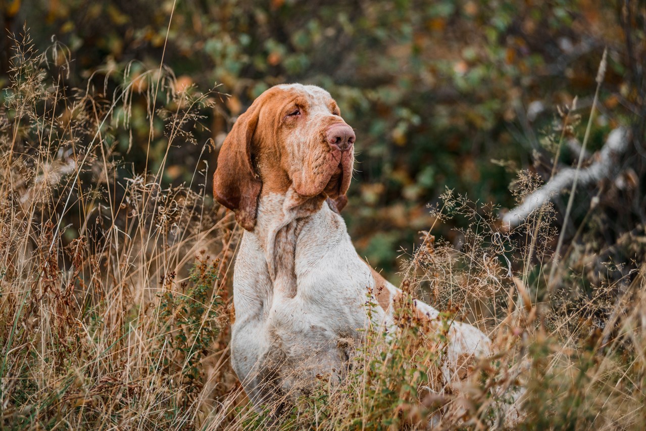 Bracco Italiano standing on dry tall grass