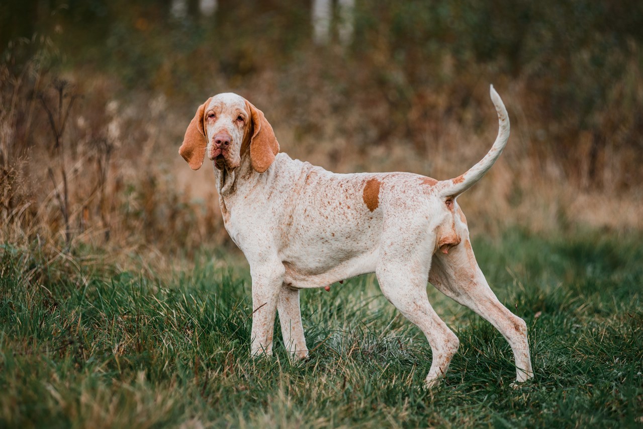 Side view of Bracco Italiano standing looking towards camera