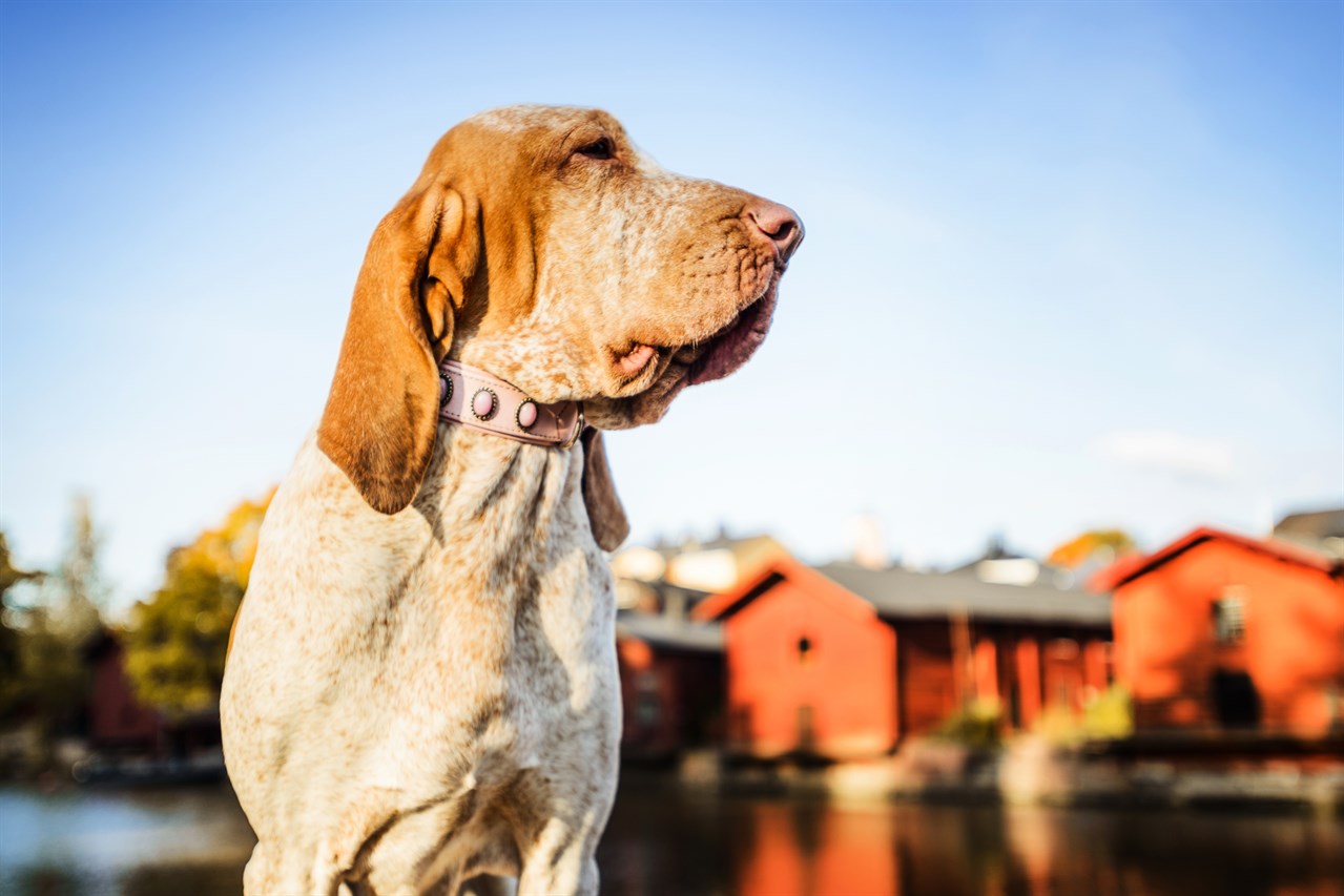 Bracco Italiano Dog standing with red barn background near river