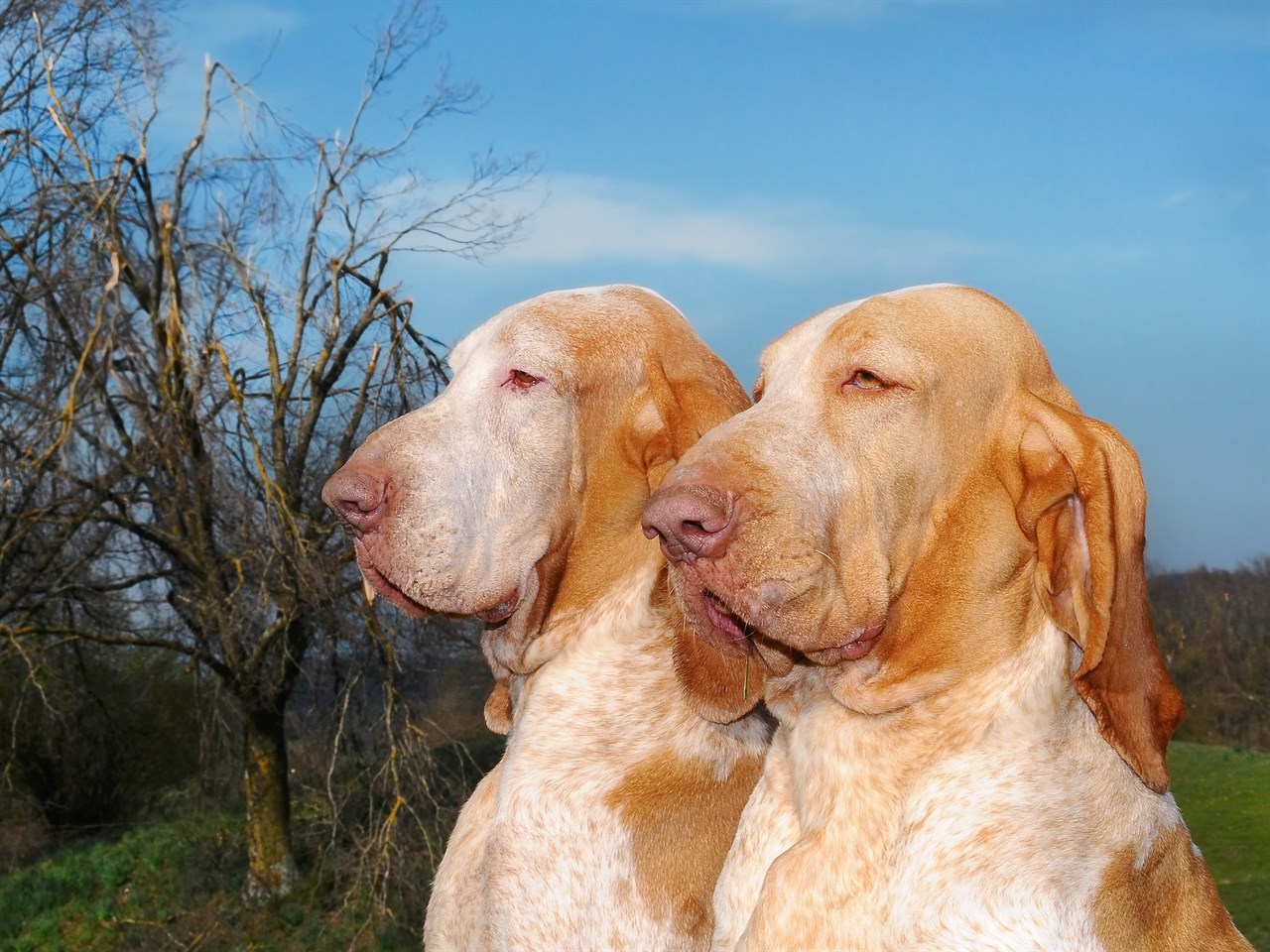 Two Bracco Italiano Dog looking on the side behind broken branches trees