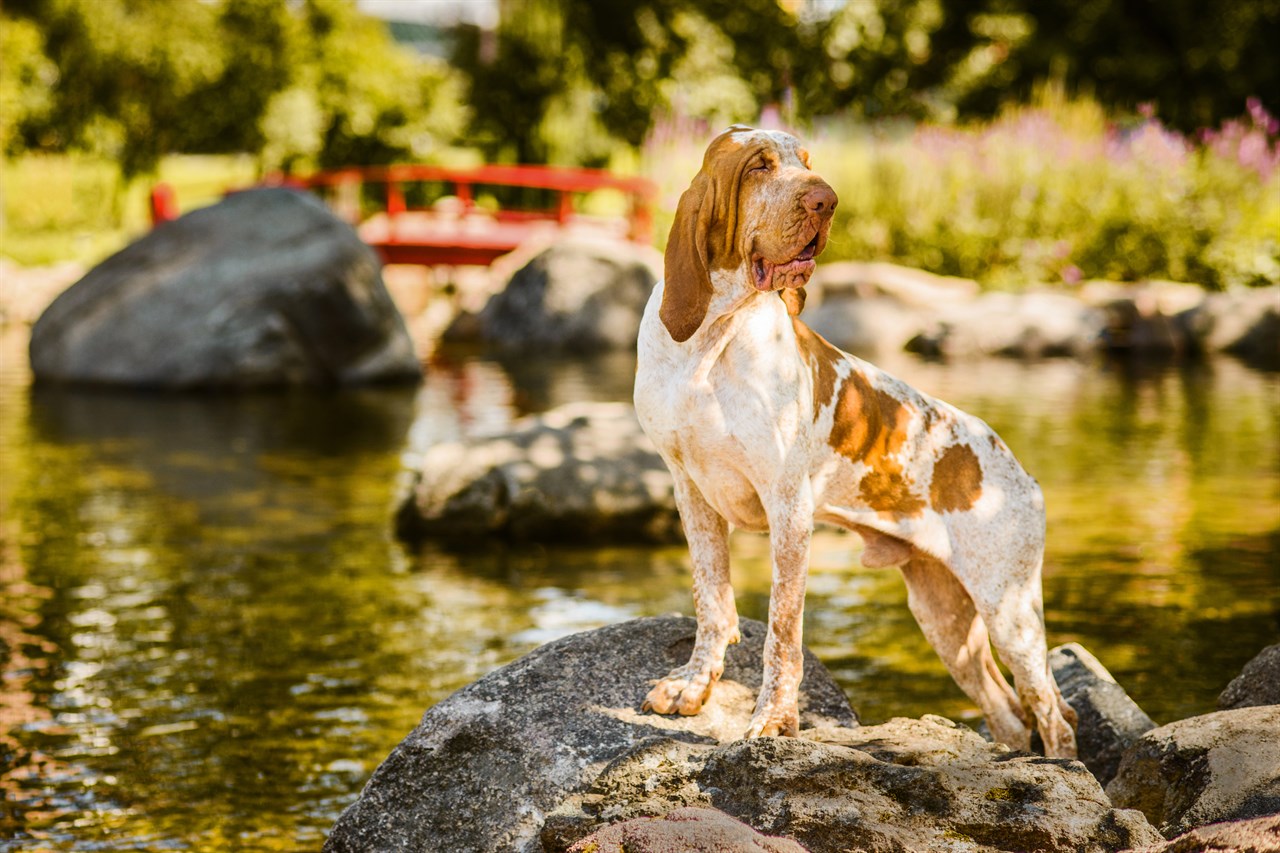 Bracco Italiano standing on river big stones