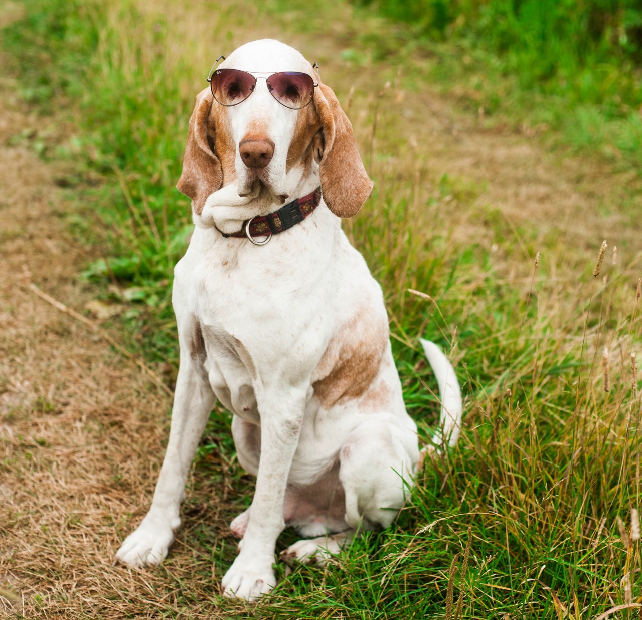 Bracco Italiano looking towards camera wearinf Ray Ban sunglasses