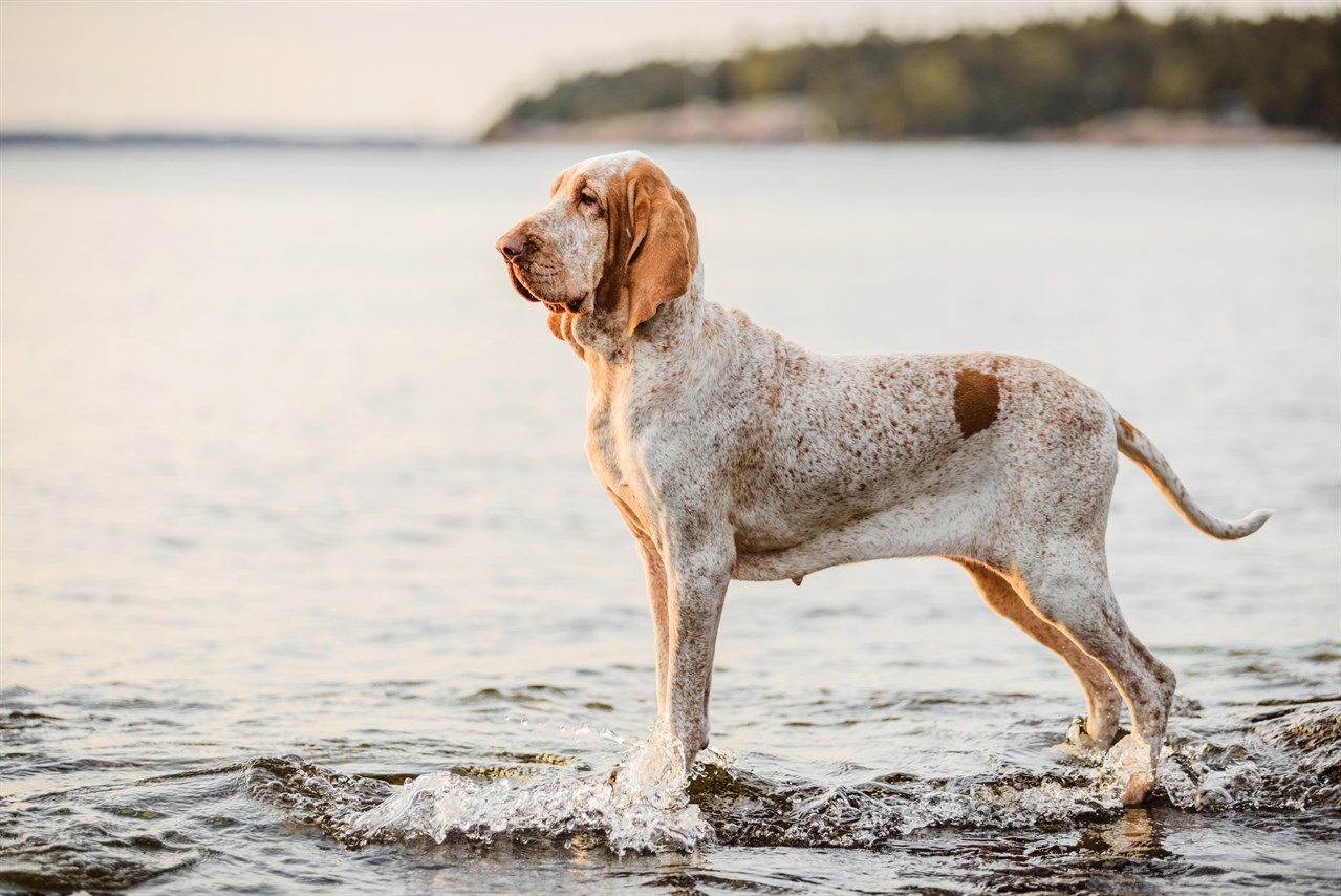 Bracco Italiano dog standing enjoying beach day