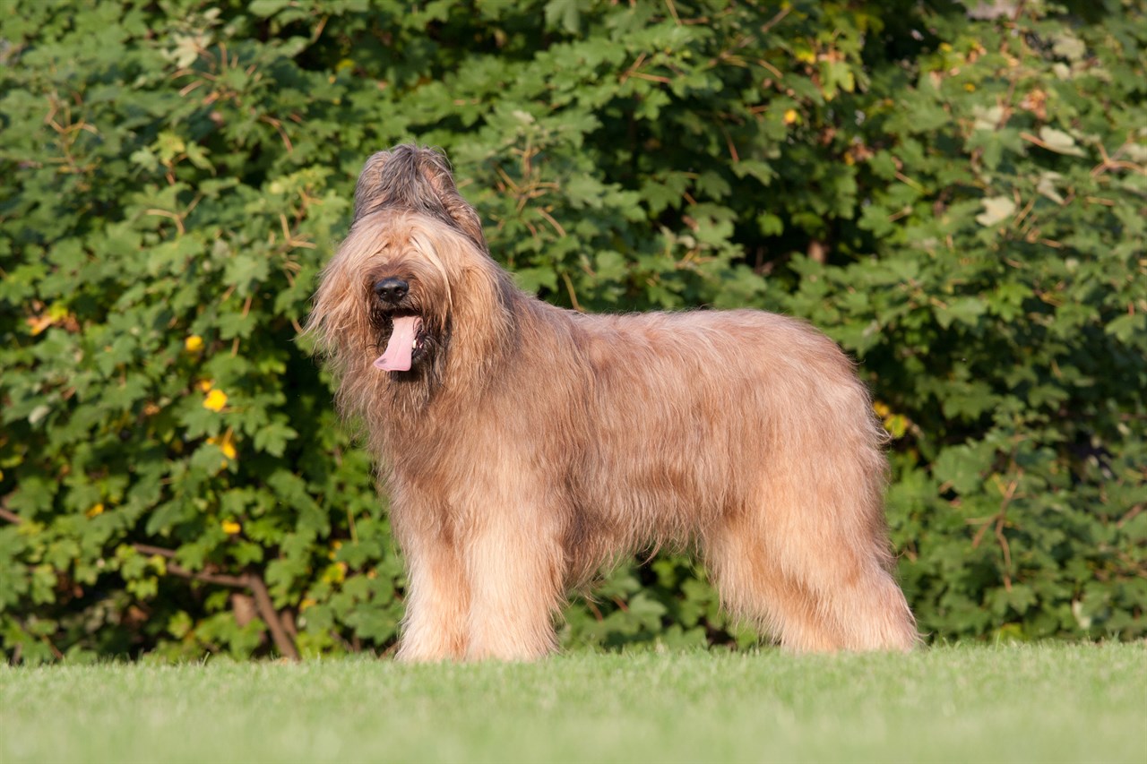 Happy looking Briard Dog standing infront big shrubs