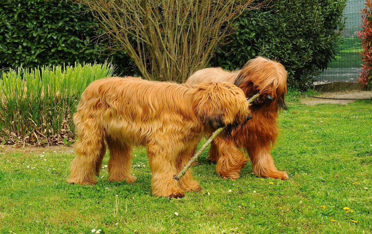 Two Briard Dog playing outdoor with 1 stick