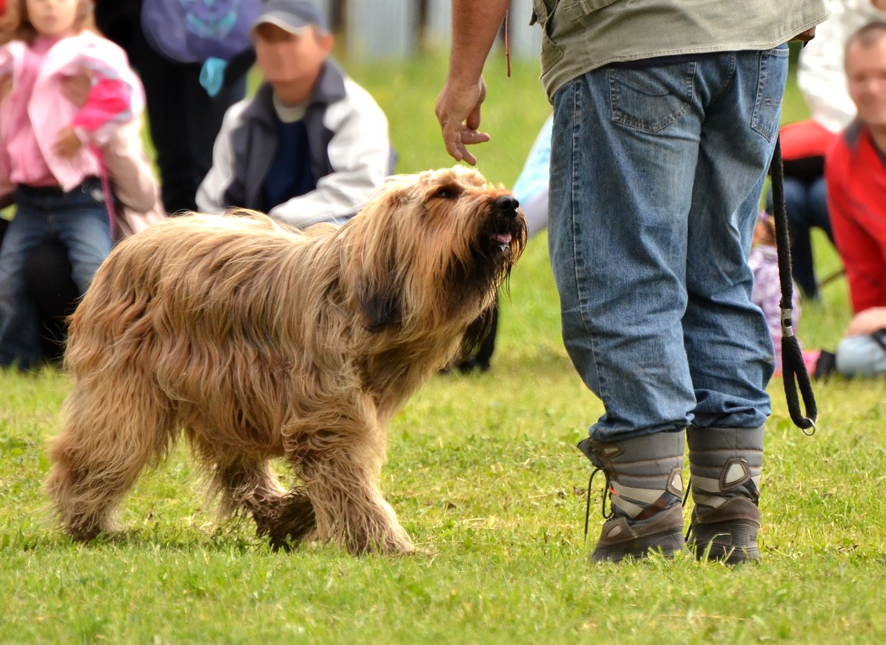 Briard Dog playing with owner in the park