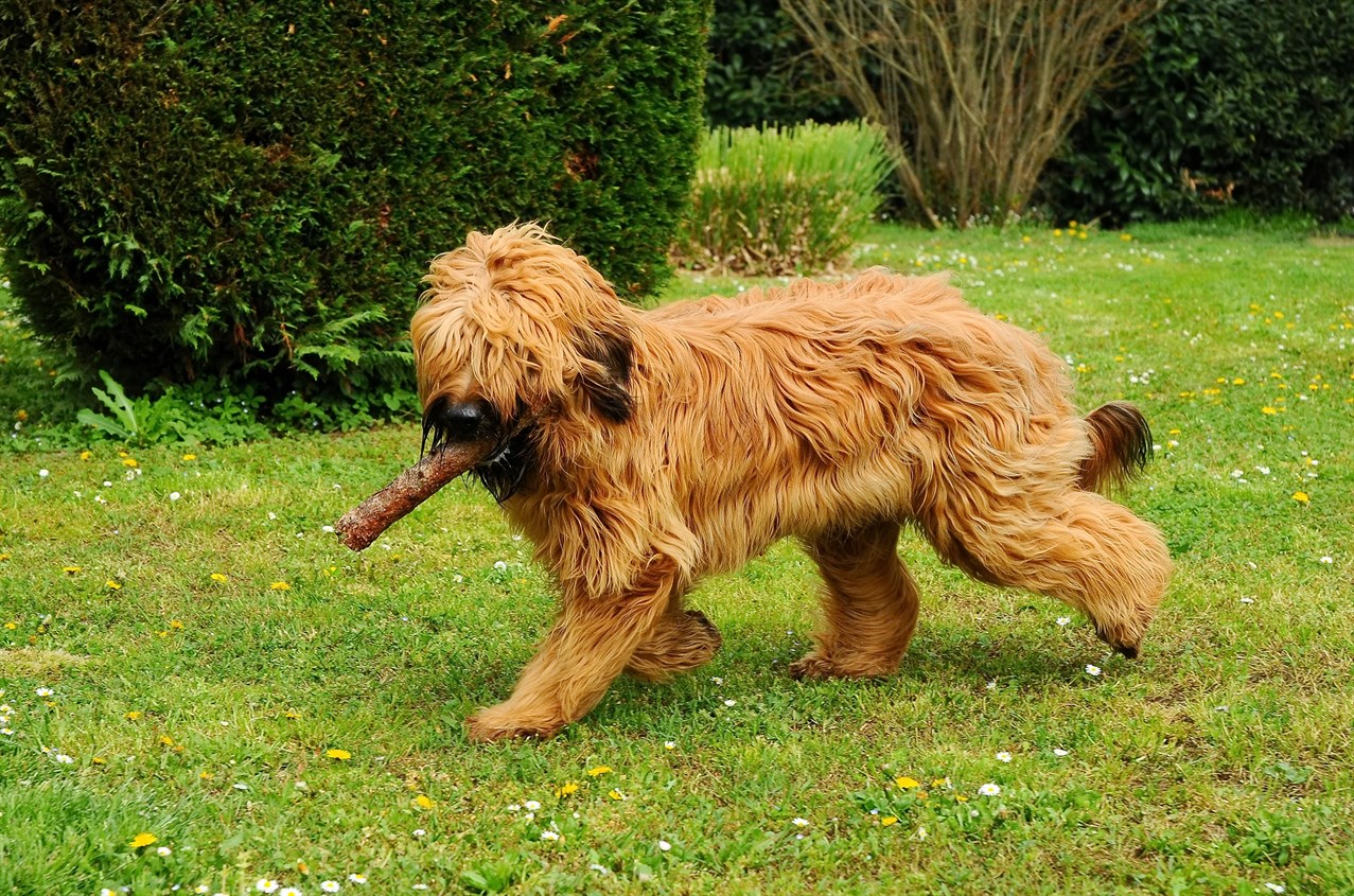 Briard Dog happily playing with big stick outdoor