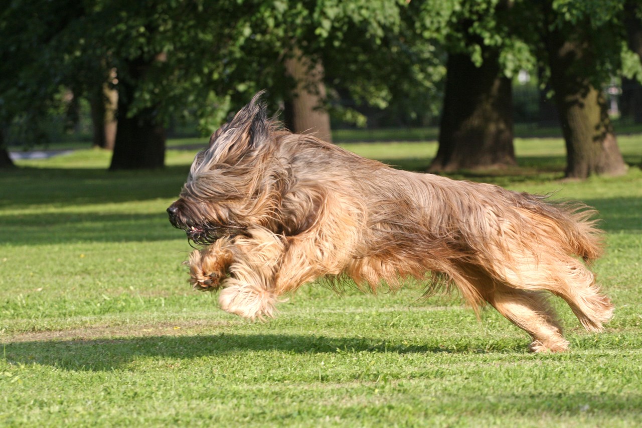 Briard Dog jumping on green field