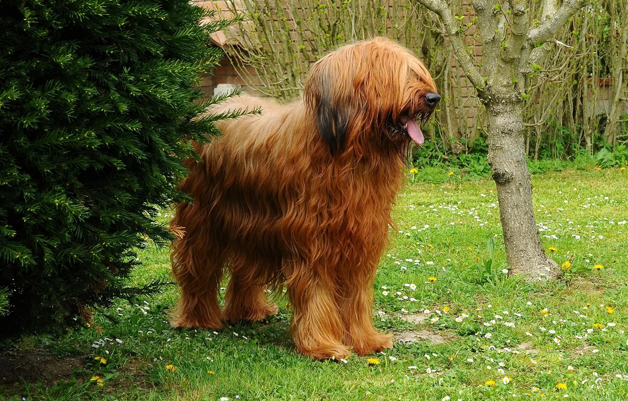 Briard Dog standing in between short trees with toungue sticking out