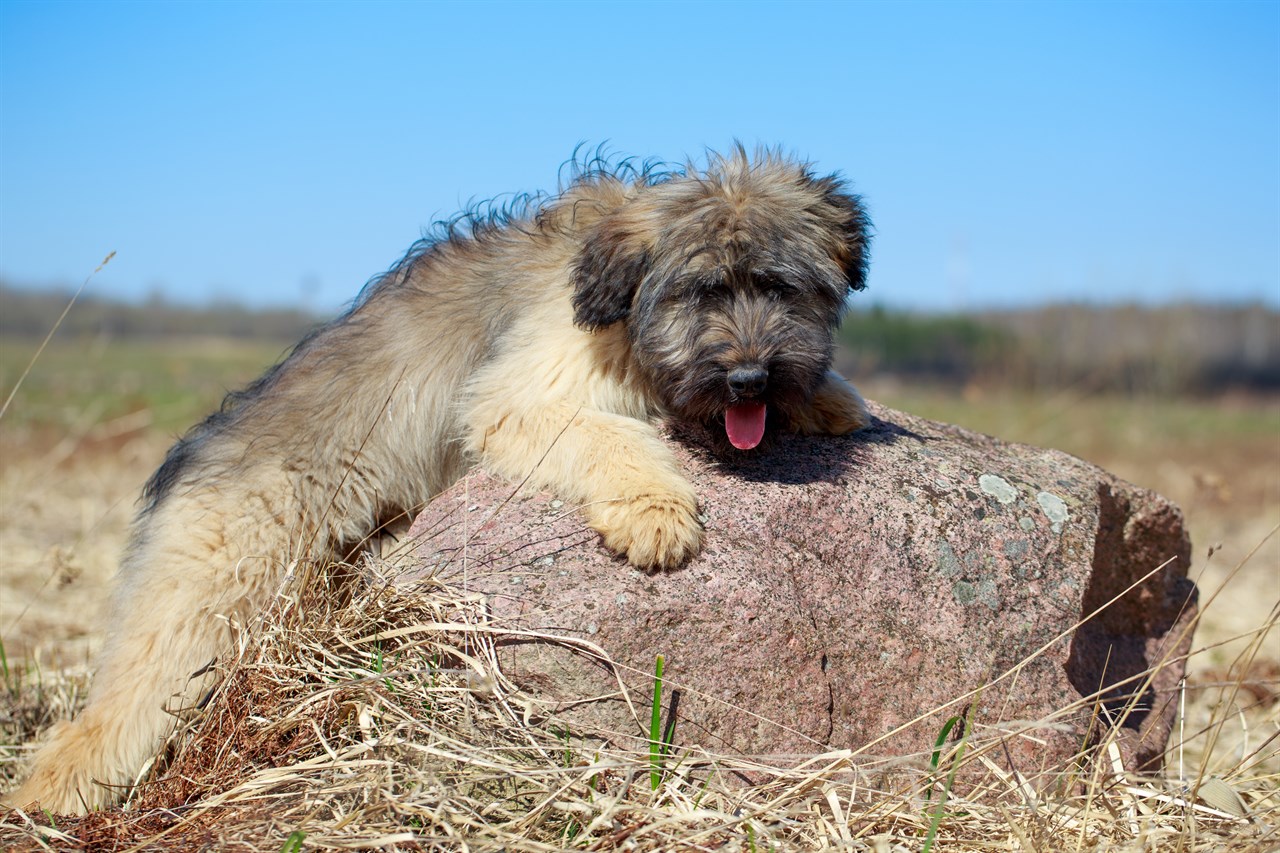 Briard Puppy hungging small boulder