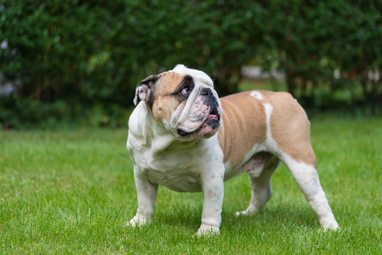 British Bulldog on green grass background looking upwards